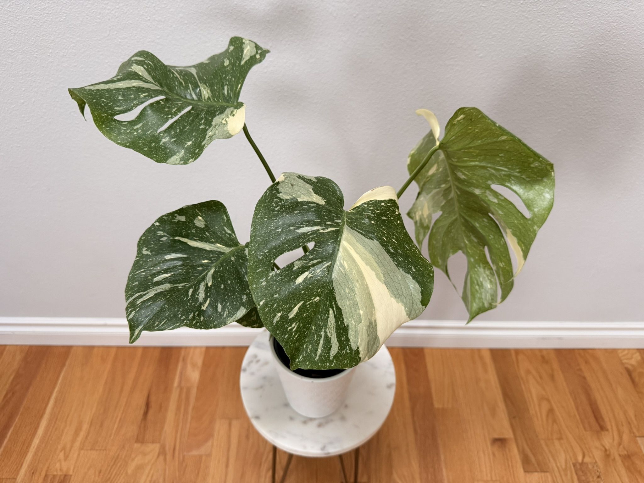 Beautiful Variegated Monstera Thai Constellation Plants -  Established & Healthy