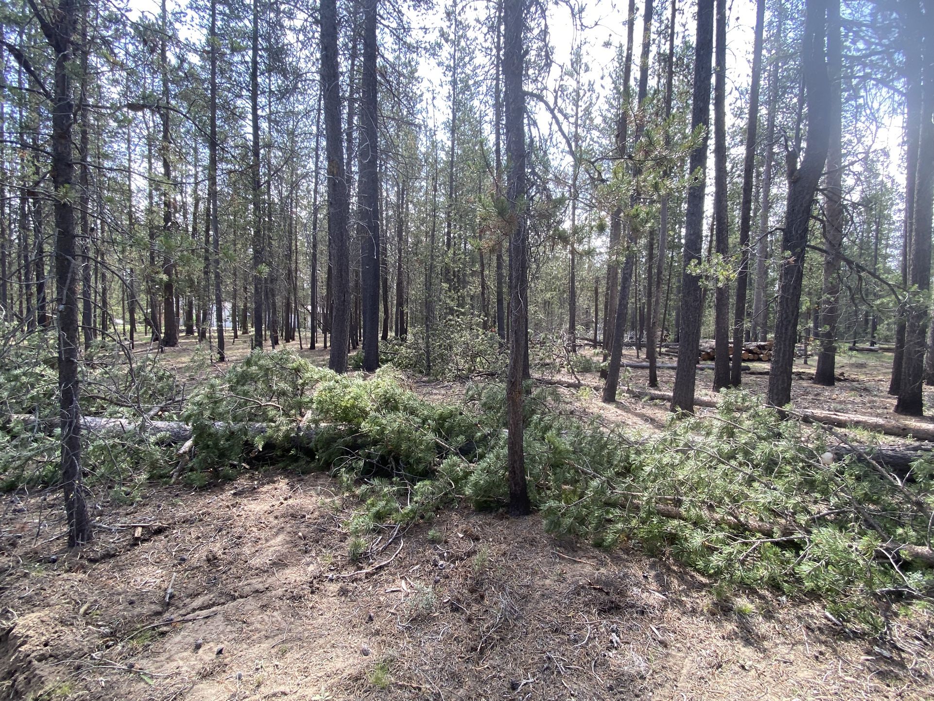 FIREWOOD-FREE - You Cut And Haul - LaPine