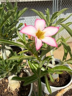 Desert Rose