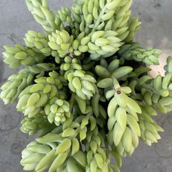 Donkey Tail Succulent 