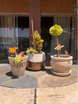 Plants with planters