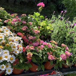 Flowers Sale Live Plants For Mom