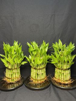 Three Tier  Bamboo Plants-Lucky Bamboo Plants($10 each , 12”tall)