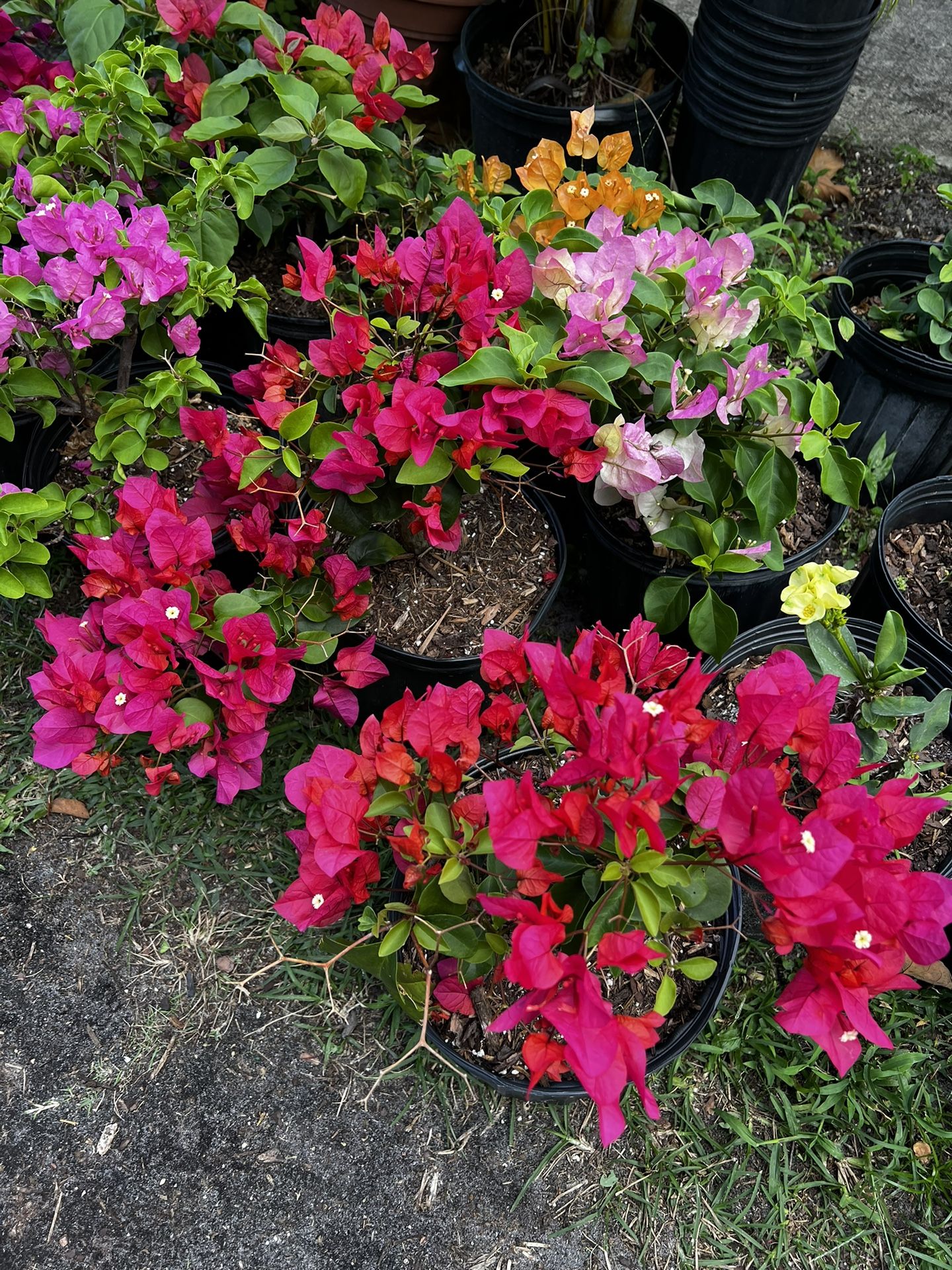 BOUGAINVILLEA PLANT (3 gallon pot) Landscaping and More!