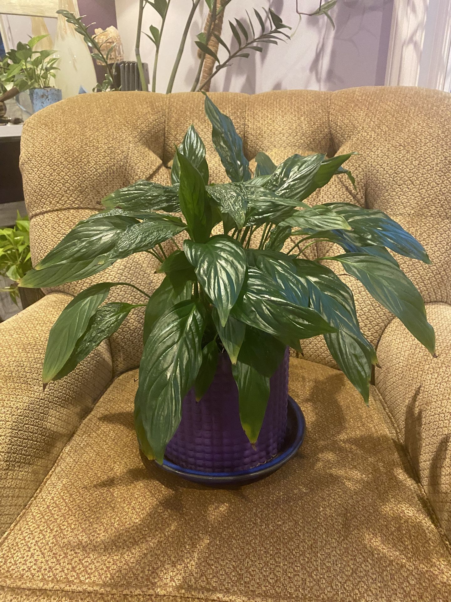 2 Peace Lily Plants Potted