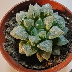 Haworthia Magic Thorn Plant