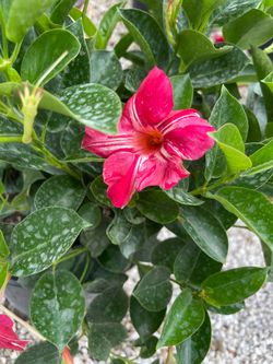 Red and white Mandavilla vine