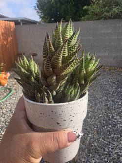 HAWORTHIA SUCCULENT CLIPPINGS