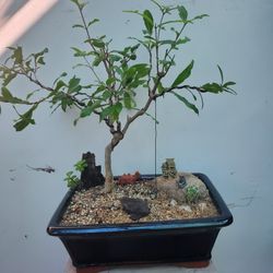Bonsai Plants 