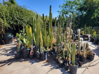 Large Assorted Potted Cactus Collection