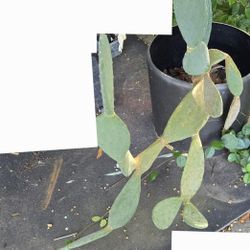 Spineless Prickly Pear Cactus 