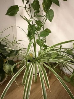 Variegated Spider Plant, Lots of Arching Leaves