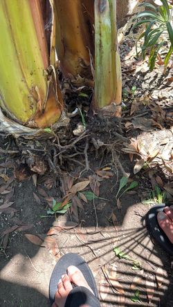 Banana plant