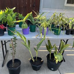Plant Sale 