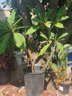 Selling Plumerians White,