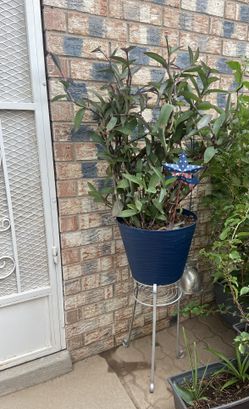 Purple Queen Perennial Plant 