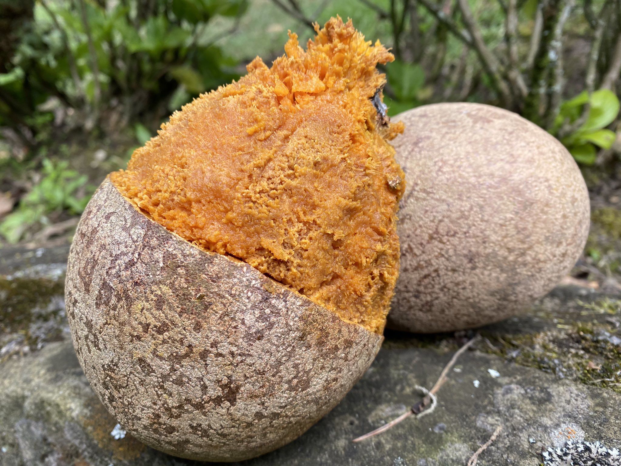 Sun Sapote Plant