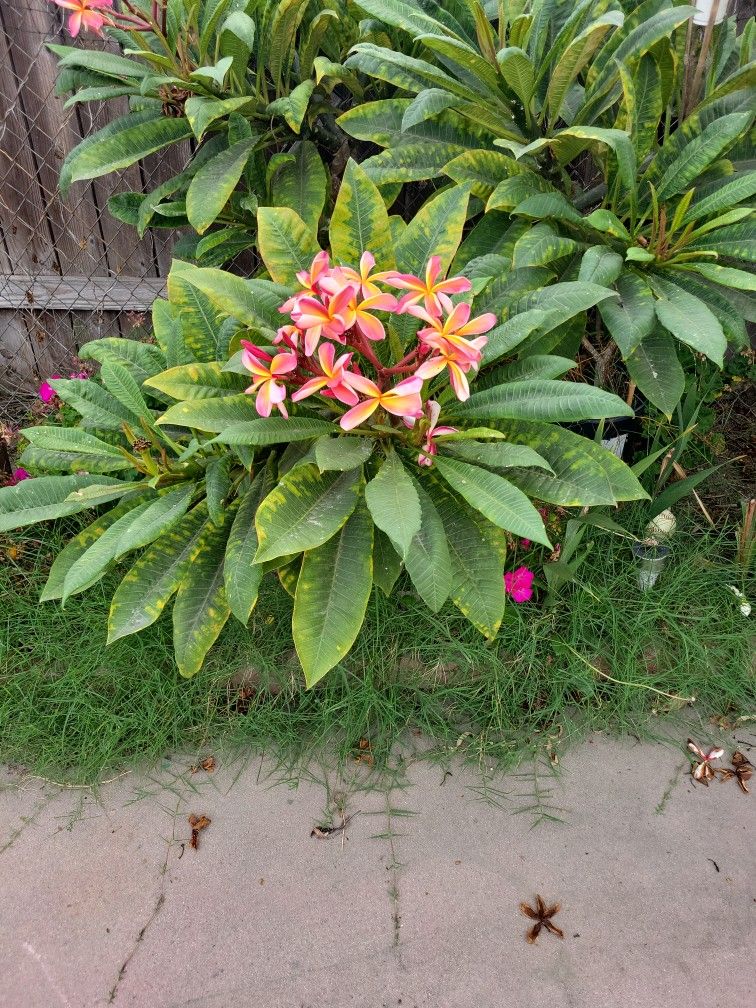 Fresh Plumeria Clips