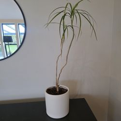 Dragon Tree – Tall Indoor Plant