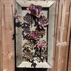 Purple Succulent Wall Arrangement