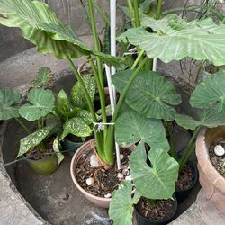 Plantas Oreja De Elefante 