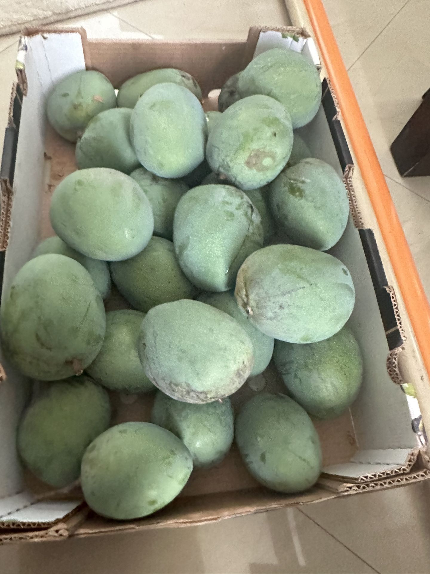 Large Green Mangoes