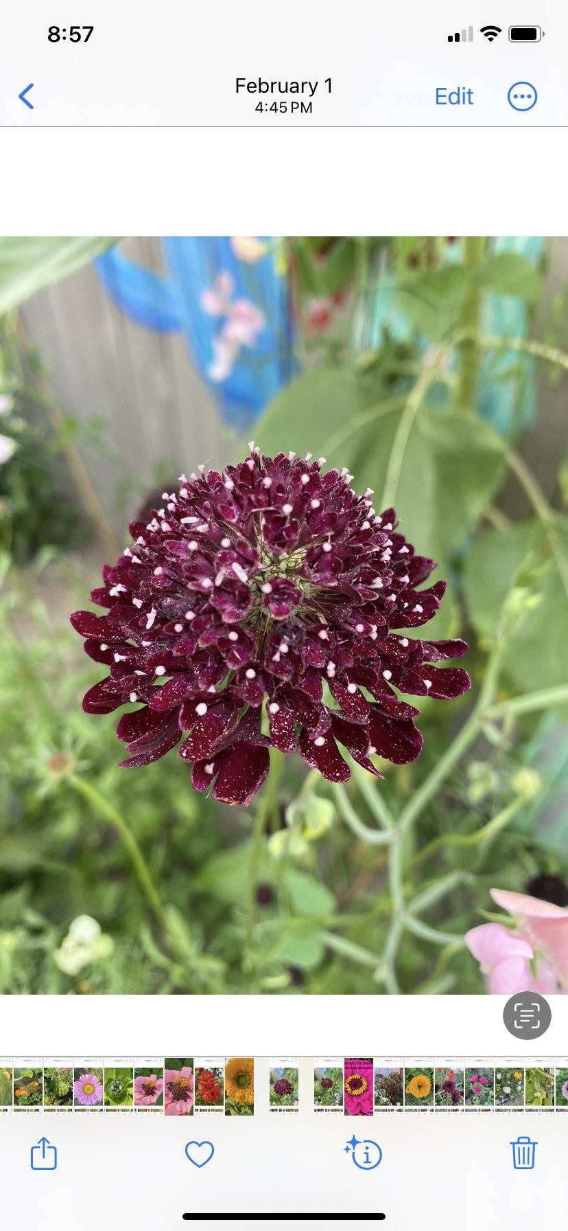 Assorted Pincushion Plants