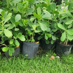 Beautiful Clusias Plants For Privacy!!! About 3 Feet Tall!! Fertilized 