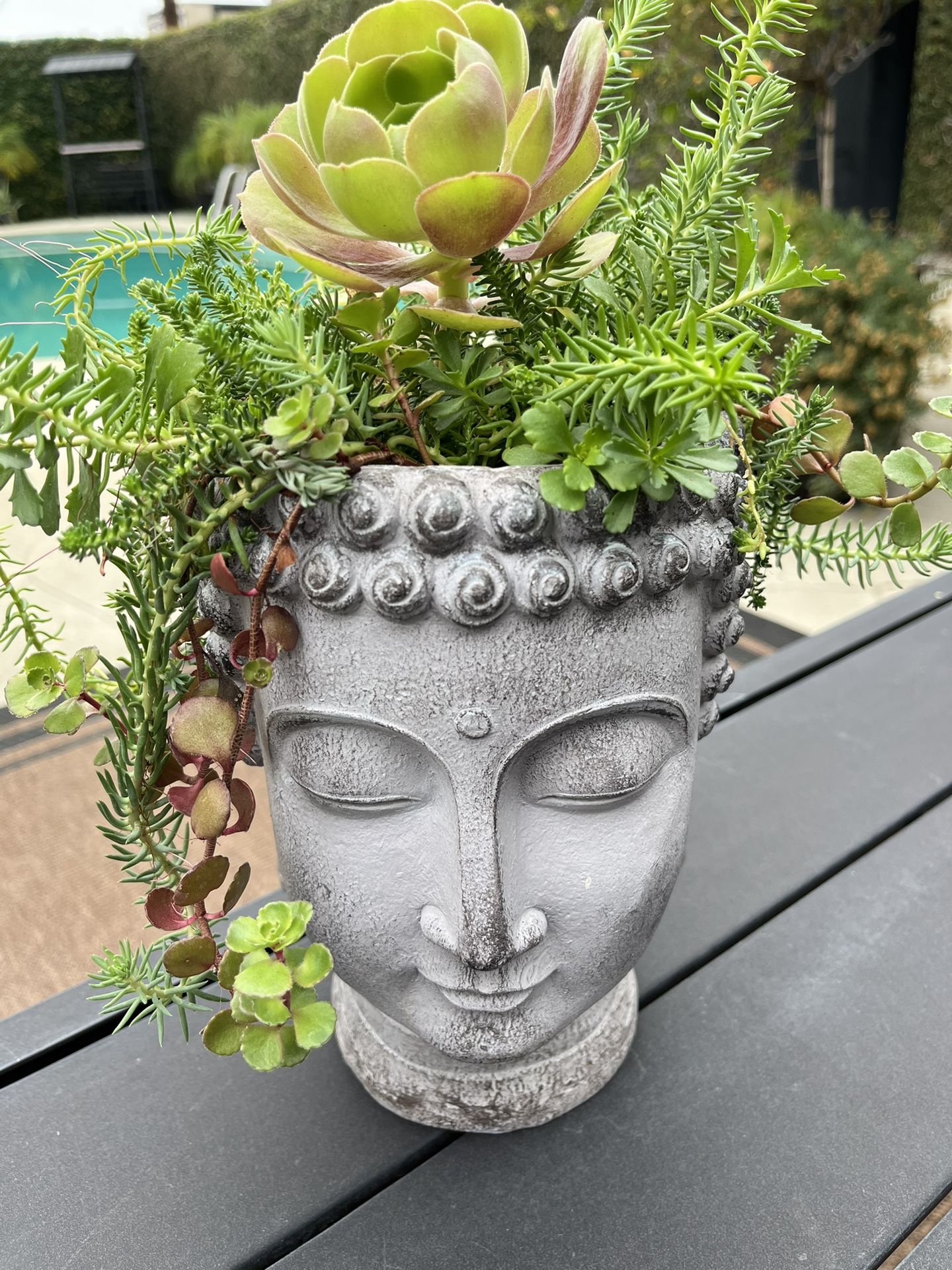 Succulents