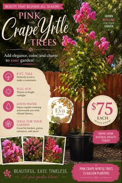 Pink crape Myrtle trees 🌳💜
