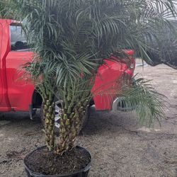 Rebellines Single Double Triple Tall And Full 