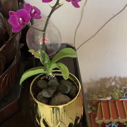 Orchid Pot 17$