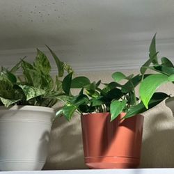 Variations of Indoor house Plants 