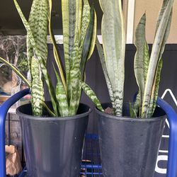 Pair Of Snake Plants In Blk Pots 