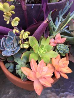 Succulents arrangements