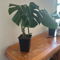 Monstera 