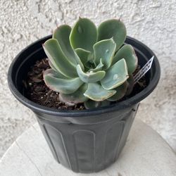 1 Gallon Pot Succulent Plant - Echeveria Raindrops - Mexican Hens and Chicks - Rooted & Established Plant - Drought Resistant 🪴