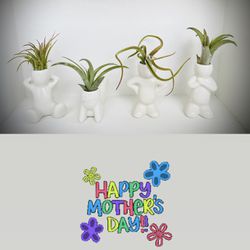 Air Plants With Holder