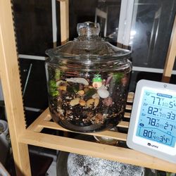 Close Medium Size Jar Terranium