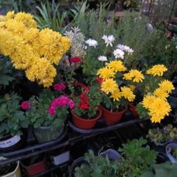 Landscaping Flowers and Grasses