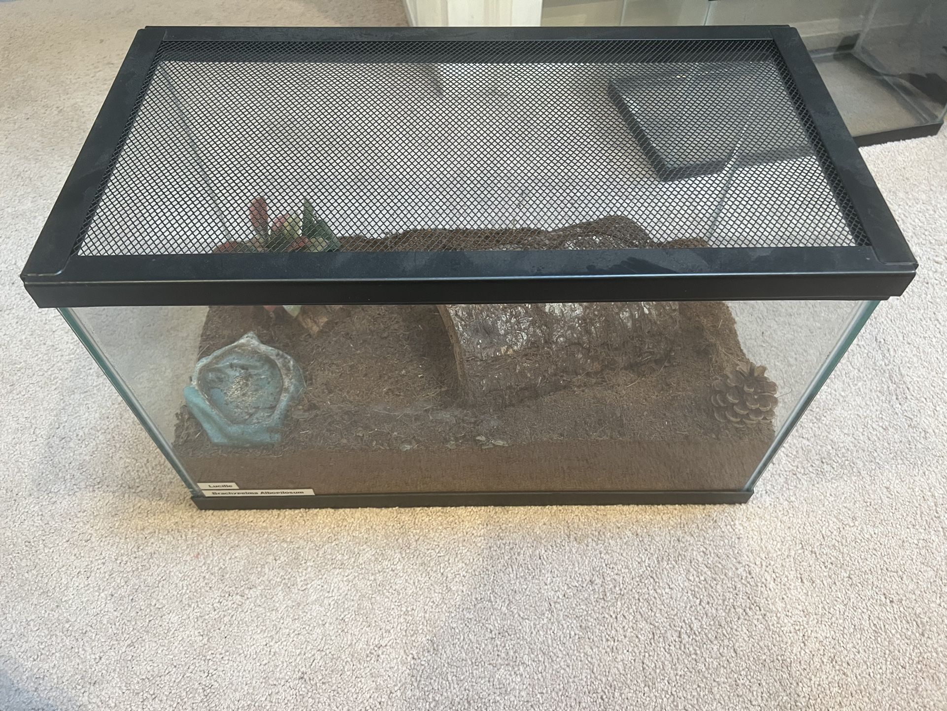 Tarantula Enclosure