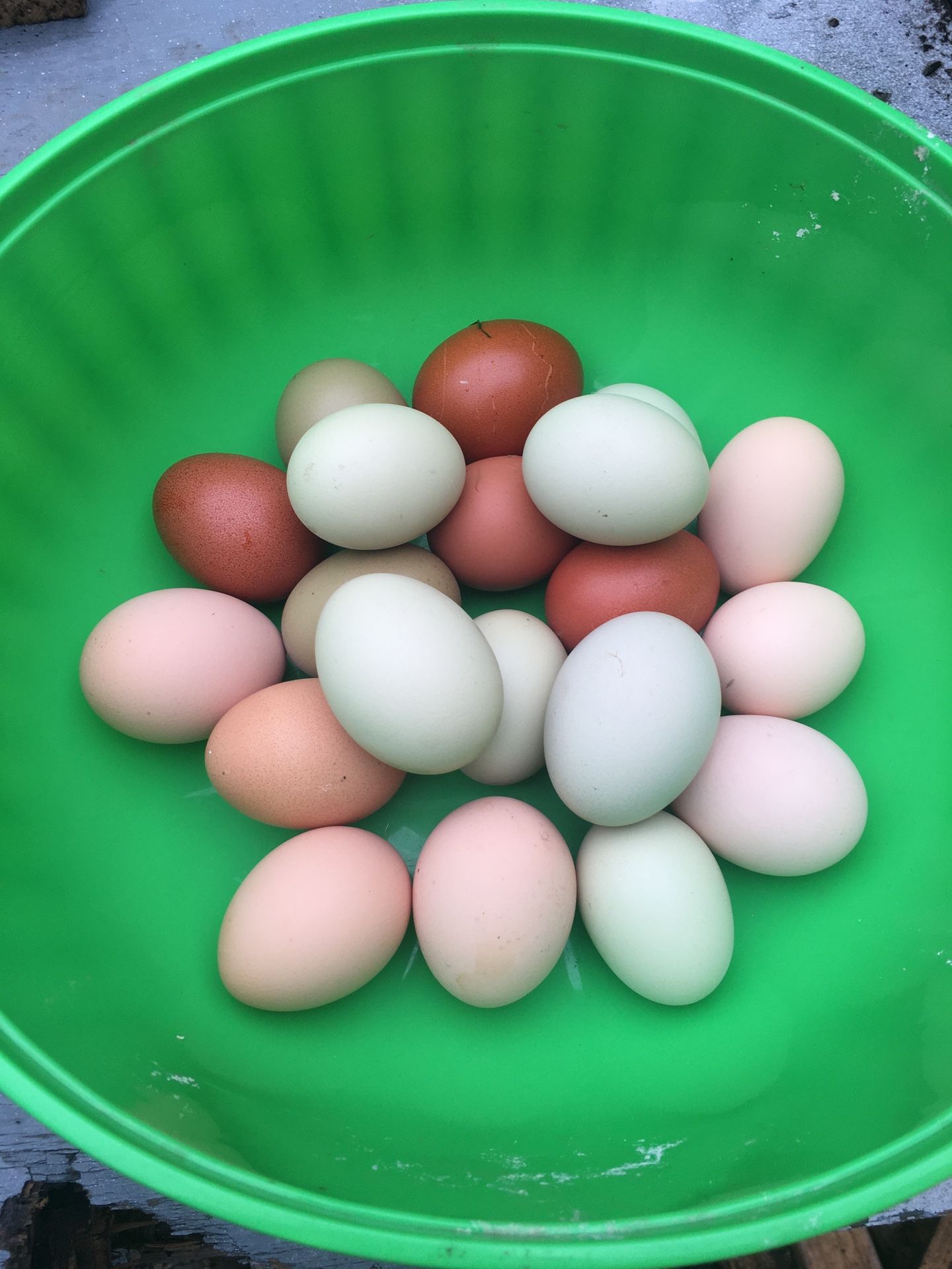 Fresh Organic Eggs