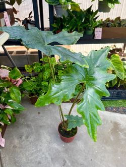 Plants (6”pot🌿Alocasia “Batwing” $20 each)