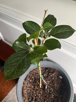 Apex Greener! potted MATSUMOTO JAPANESE PERSIMMON fruit TREE in or out no yard? Patio only? Perfect!