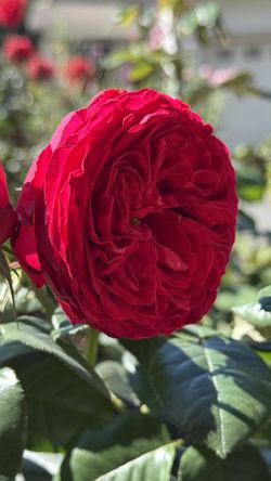 Rare European, Japan rose plants: Traviata Two years in on gallon pot Was pruned for better shape Will bloom this summer