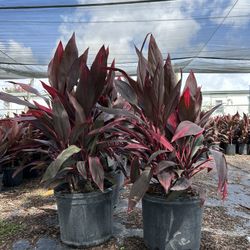 Ti Plants (cordyline)