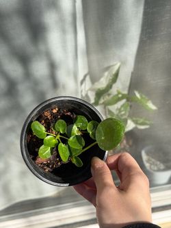 Chinese money plant 4” pot