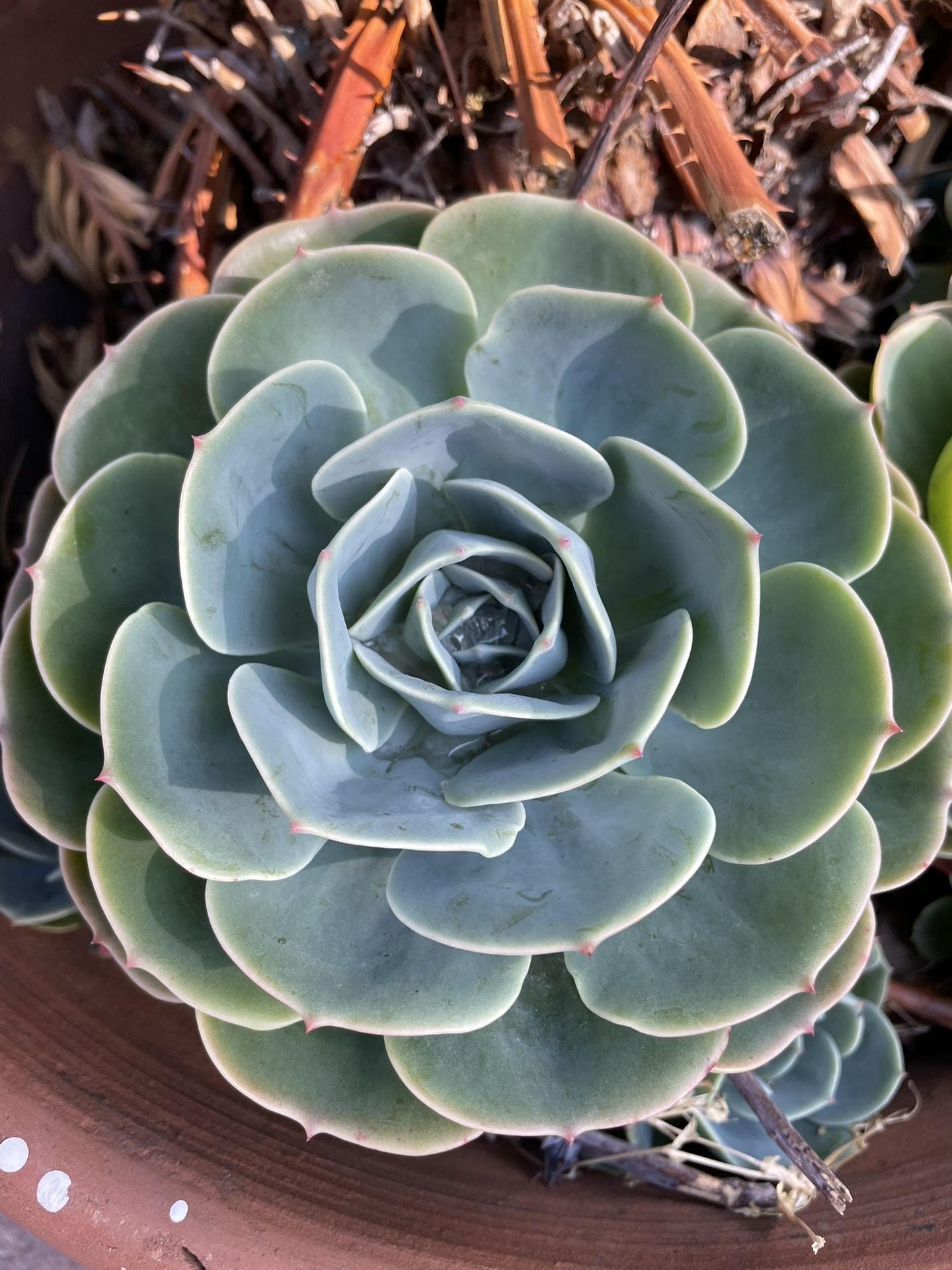 Succulent