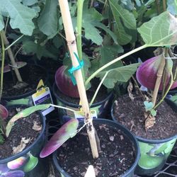 Celeste Brown Fig Fully Grown Plant In 3 Gallon Pot