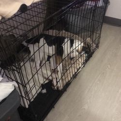 Large Dog Cage 